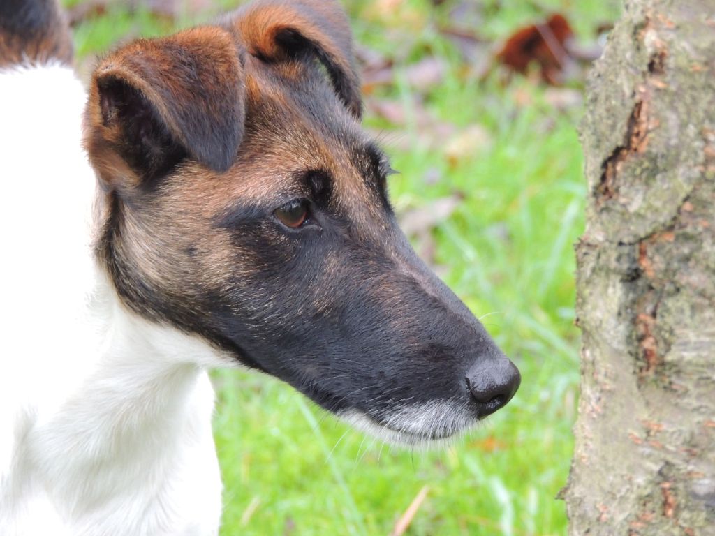 Des marais d'aulnoye - broussaillage/ terrier