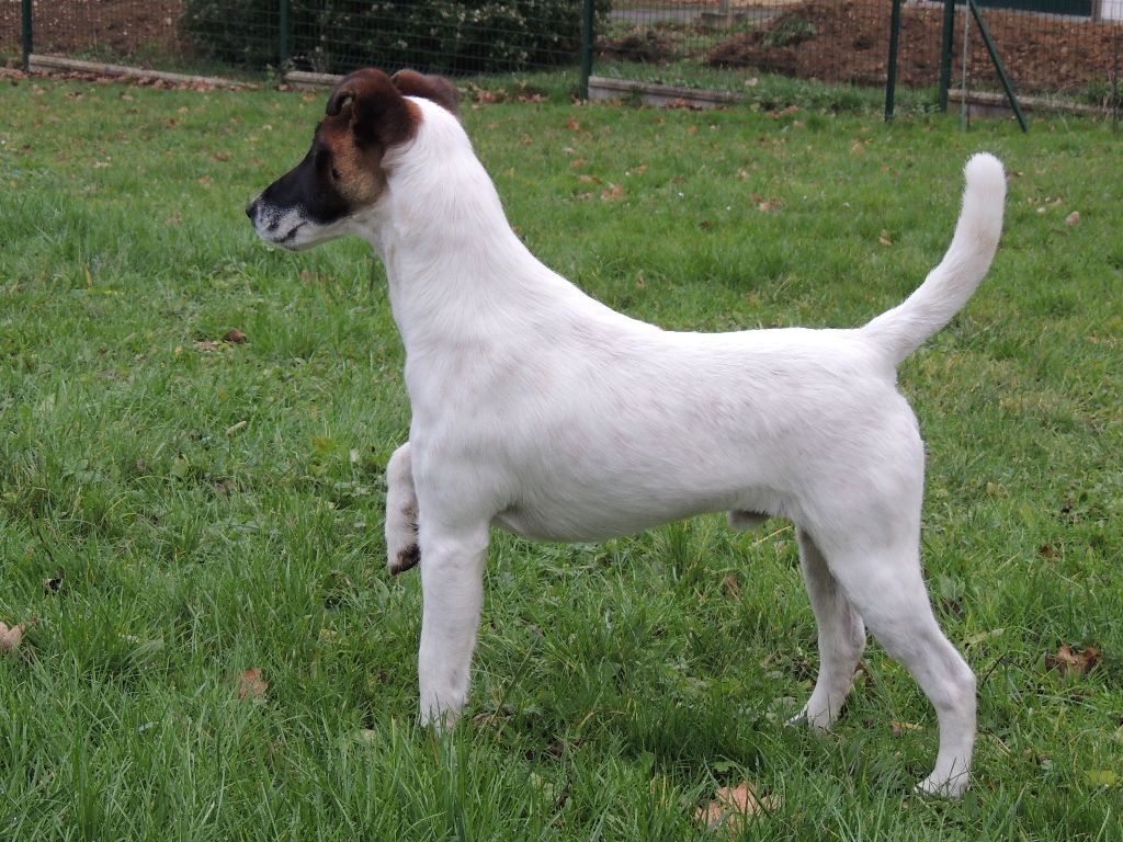 CH. Radjah Des marais d'aulnoye