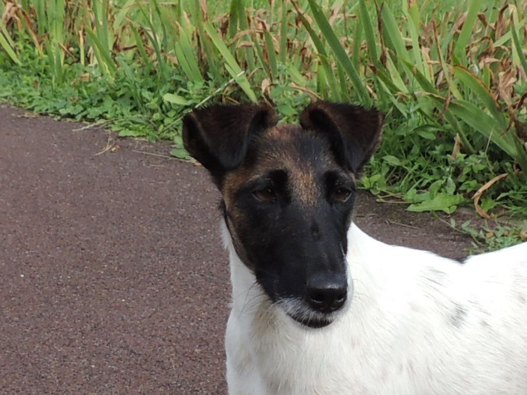 CH. Nolwenn Des marais d'aulnoye