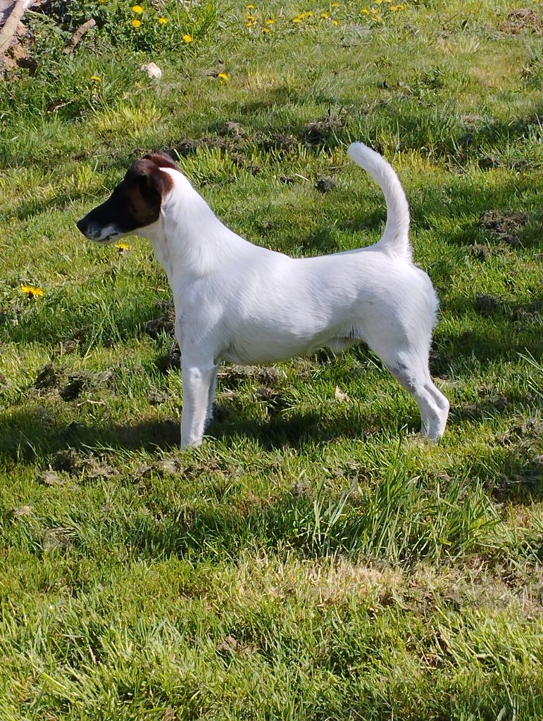 CH. Radjah Des marais d'aulnoye