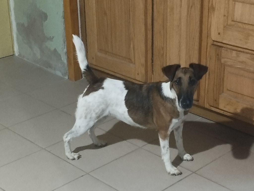 CH. Ulma Des marais d'aulnoye