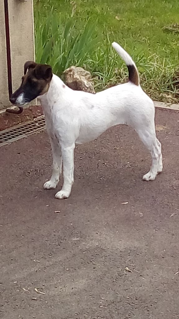 CH. Nolwenn Des marais d'aulnoye