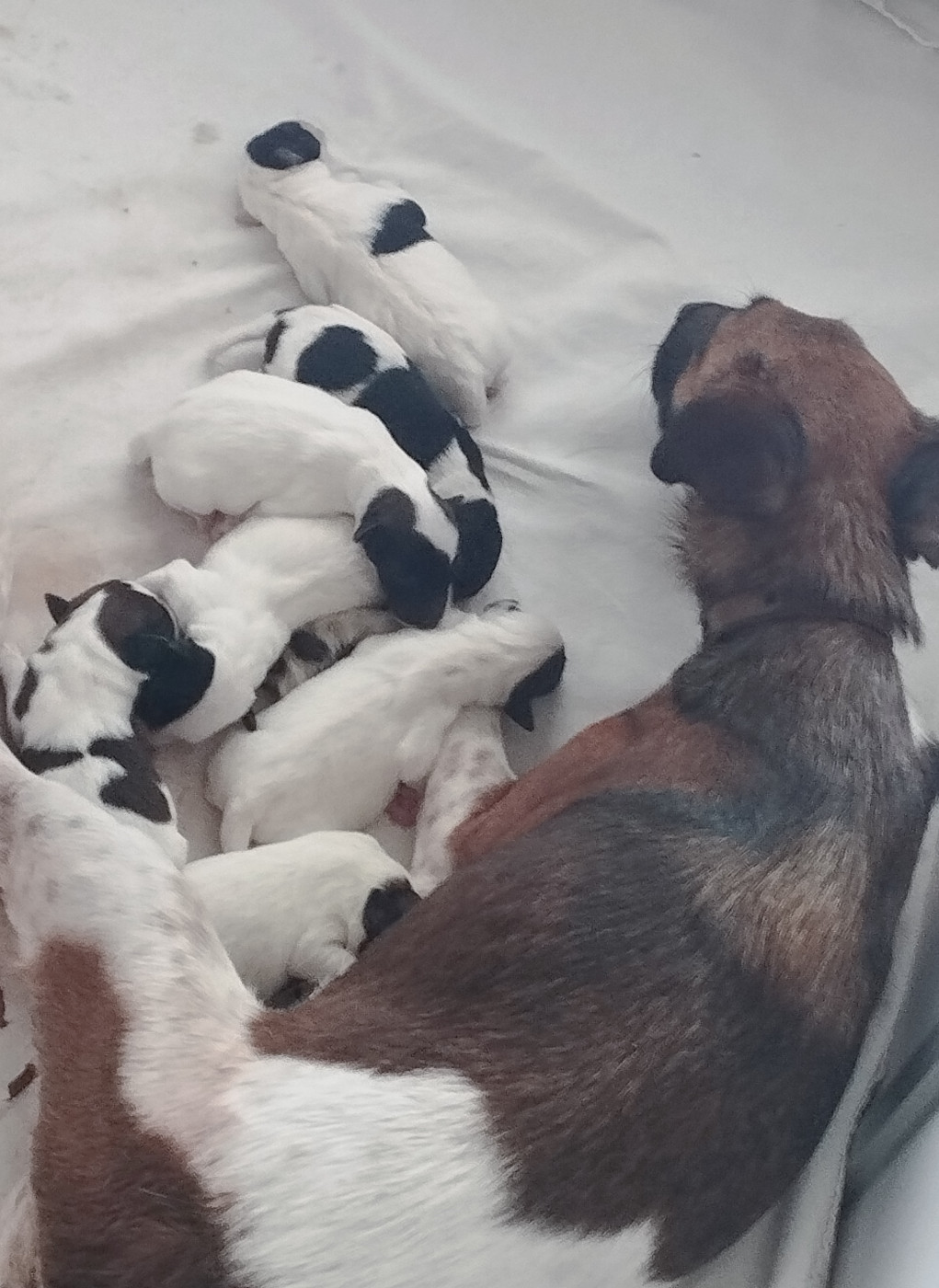 chiots de Ulma