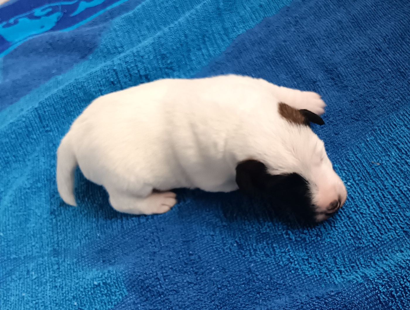 Des marais d'aulnoye - Chiots disponibles - Fox Terrier Poil lisse