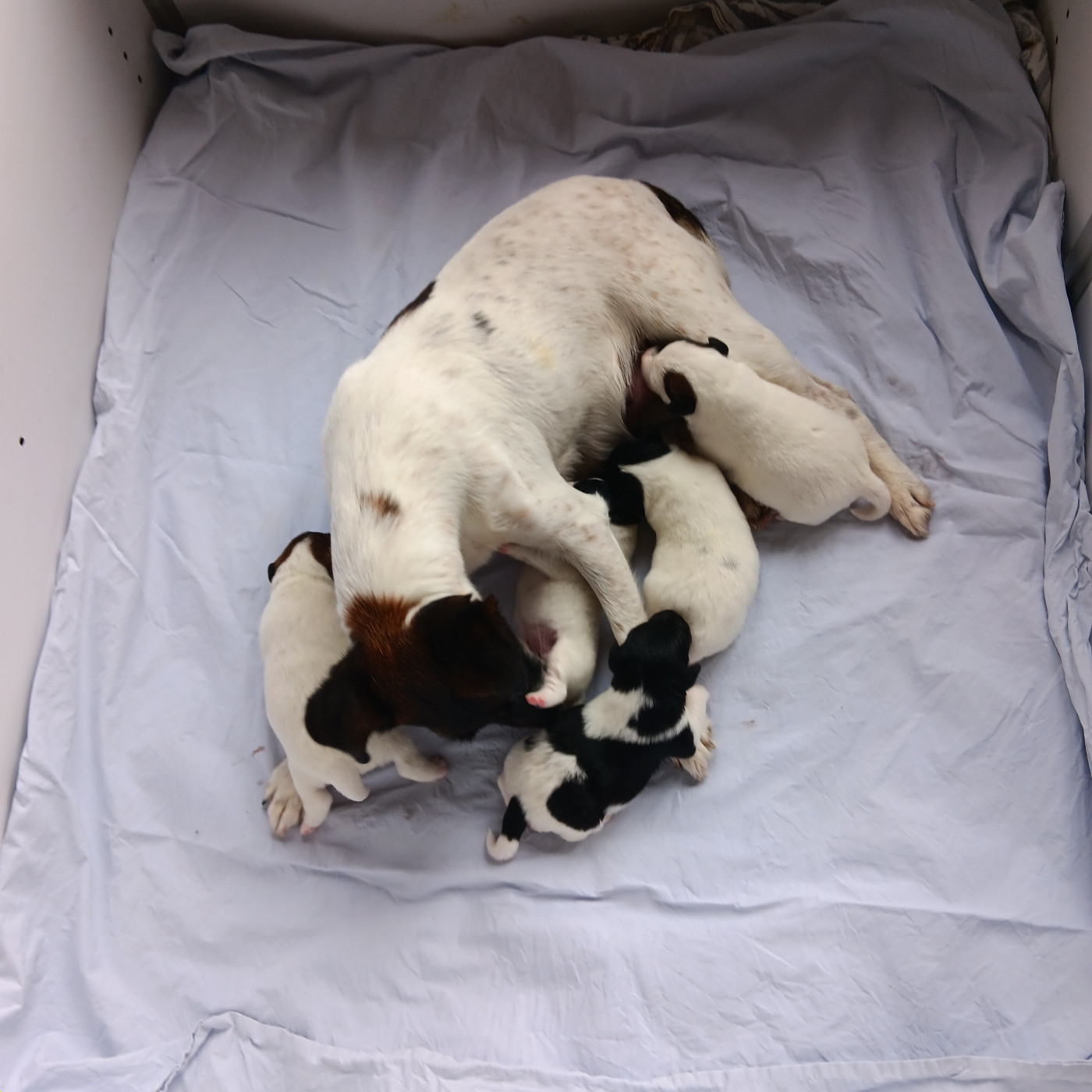 Chiot Fox Terrier Poil lisse Des marais d'aulnoye