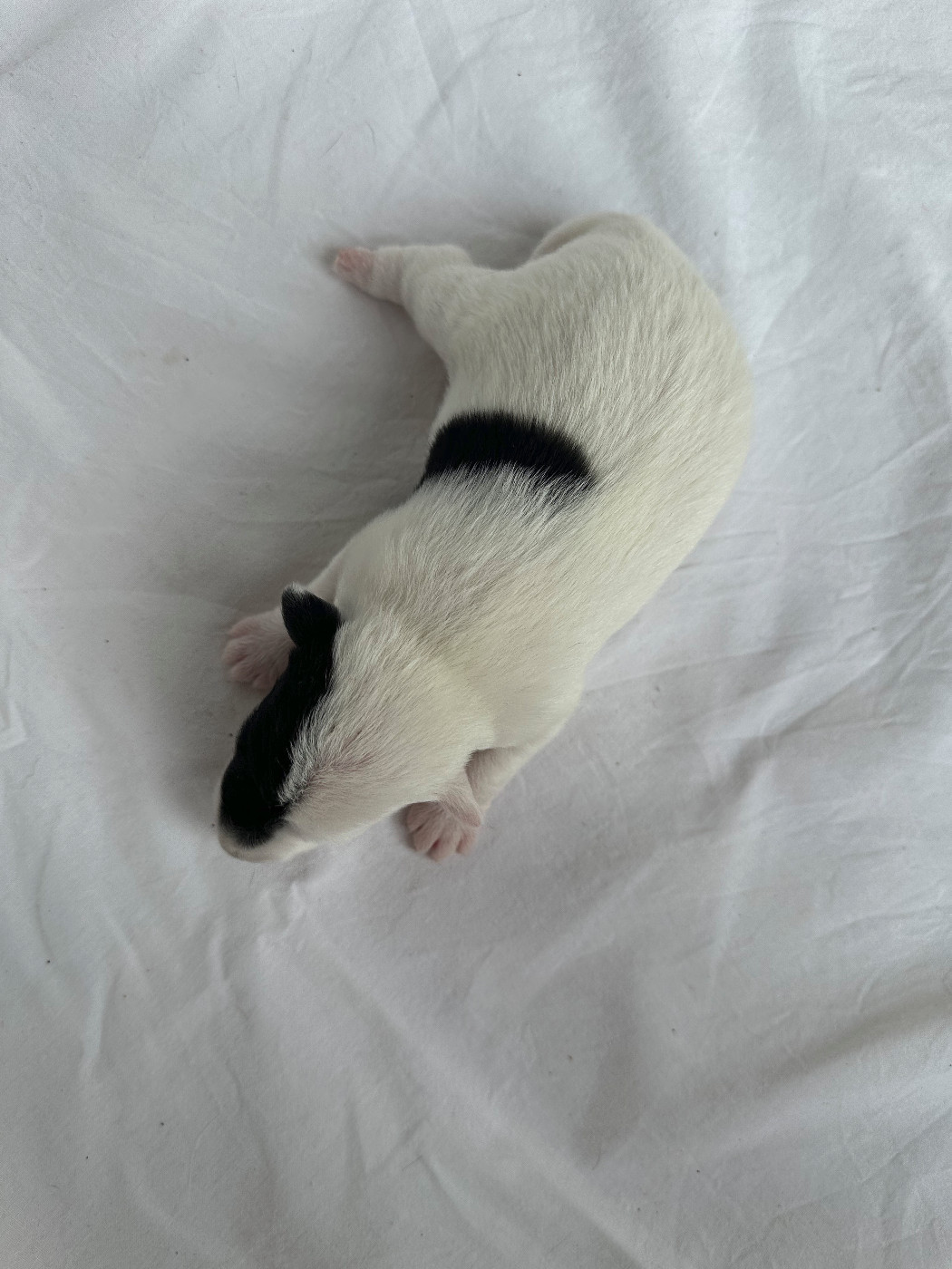 Des marais d'aulnoye - Chiots disponibles - Fox Terrier Poil lisse