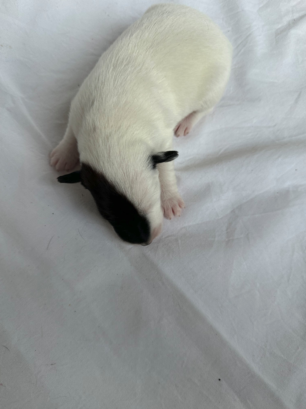 Des marais d'aulnoye - Chiots disponibles - Fox Terrier Poil lisse