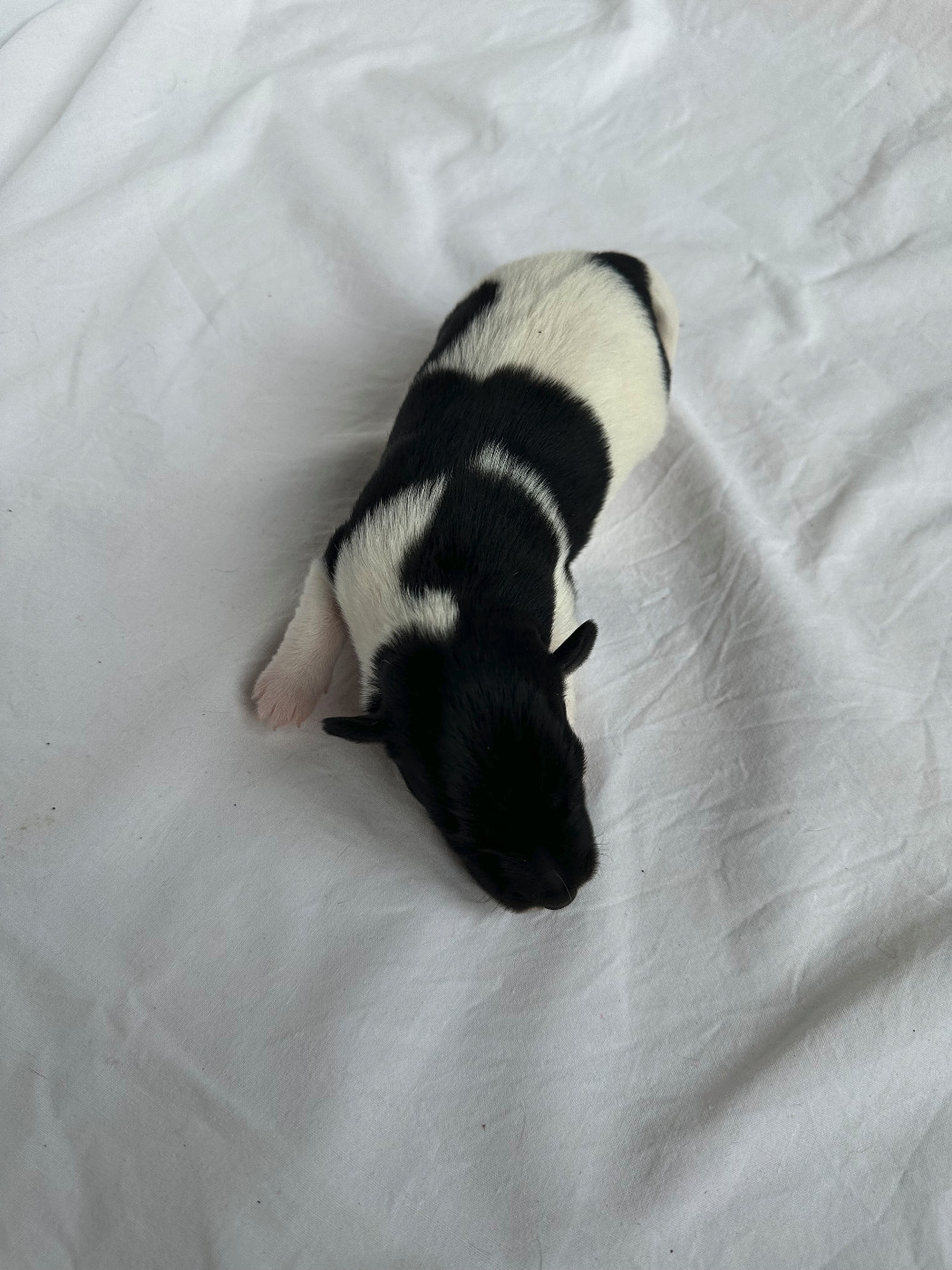 Des marais d'aulnoye - Chiots disponibles - Fox Terrier Poil lisse