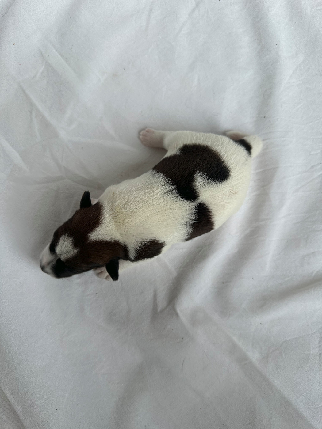 Des marais d'aulnoye - Chiots disponibles - Fox Terrier Poil lisse