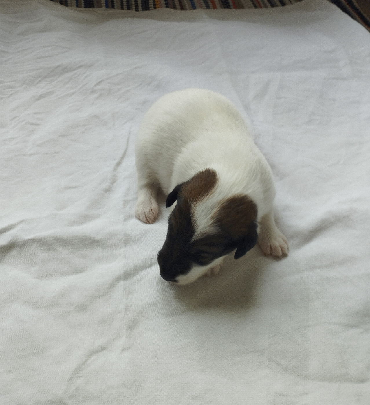 Des marais d'aulnoye - Chiots disponibles - Fox Terrier Poil lisse