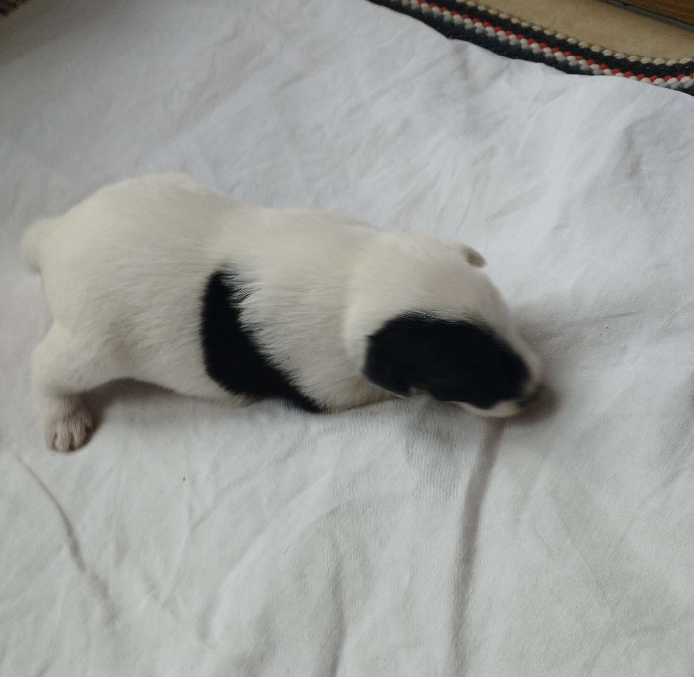Des marais d'aulnoye - Chiots disponibles - Fox Terrier Poil lisse