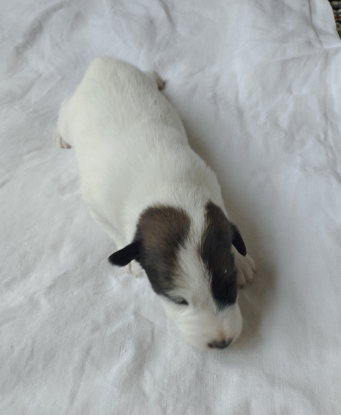 Des marais d'aulnoye - Chiots disponibles - Fox Terrier Poil lisse