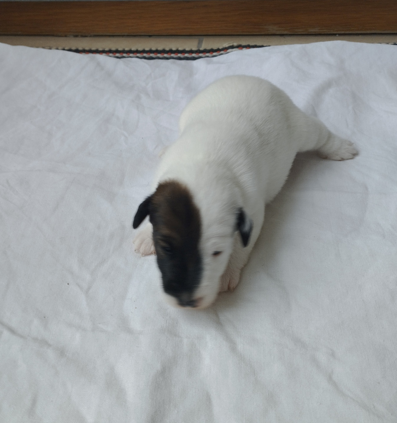 Des marais d'aulnoye - Chiots disponibles - Fox Terrier Poil lisse