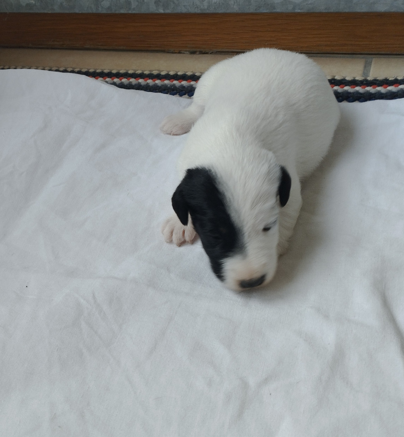 Des marais d'aulnoye - Chiots disponibles - Fox Terrier Poil lisse