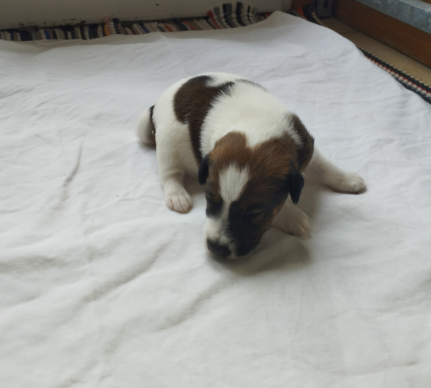 Des marais d'aulnoye - Chiots disponibles - Fox Terrier Poil lisse