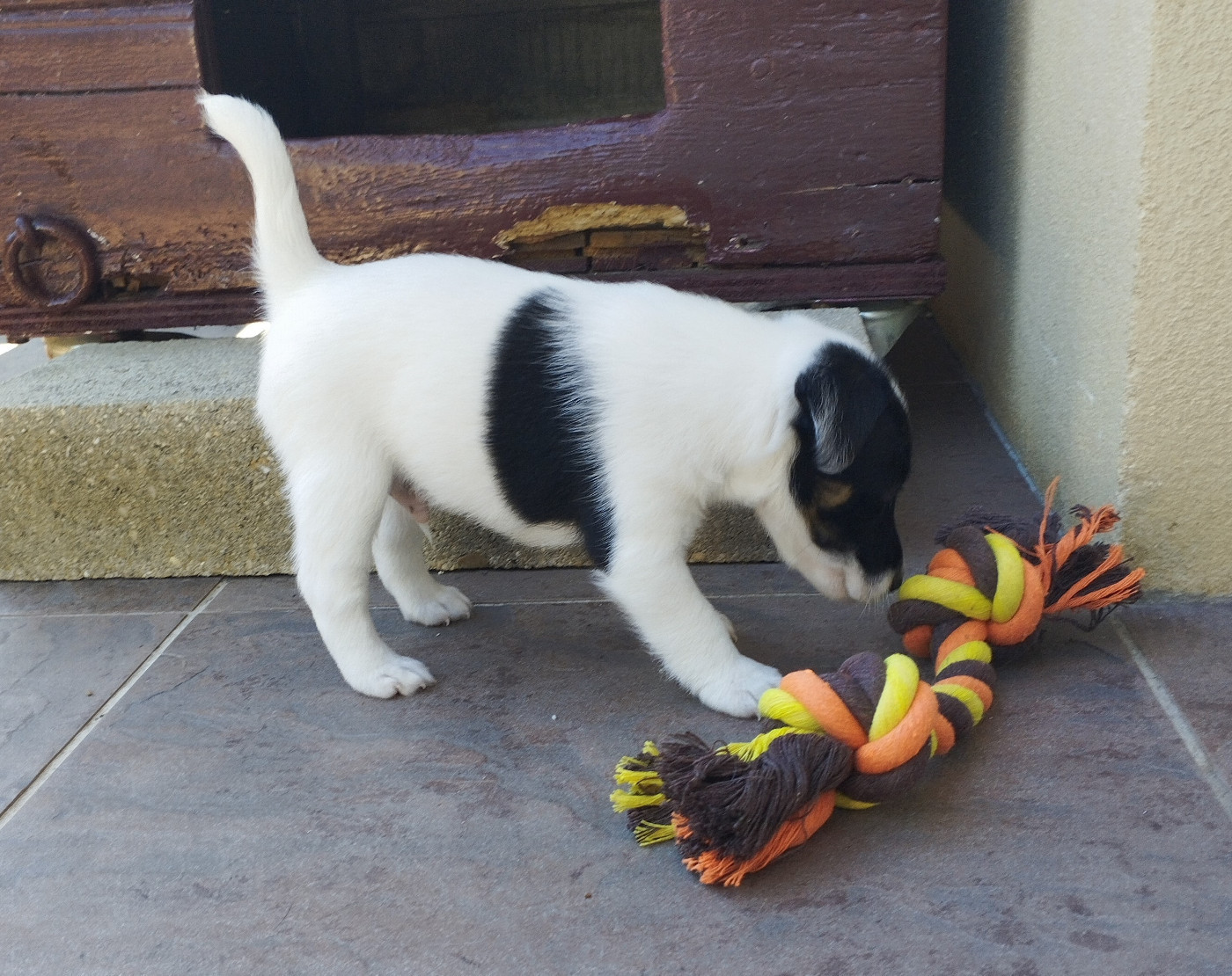 Des marais d'aulnoye - Chiots disponibles - Fox Terrier Poil lisse