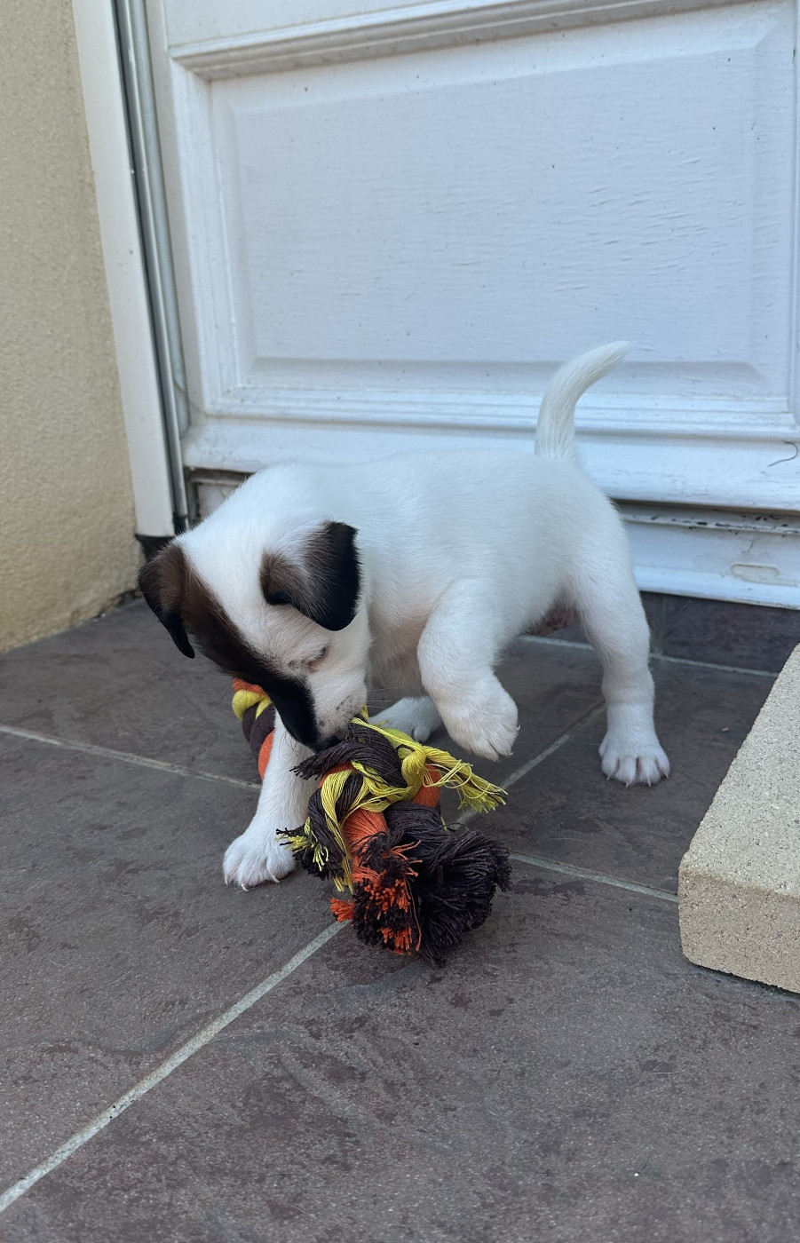 Des marais d'aulnoye - Chiots disponibles - Fox Terrier Poil lisse