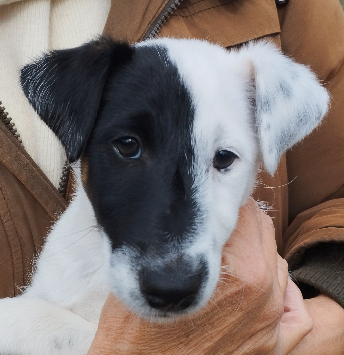 Des marais d'aulnoye - Chiots disponibles - Fox Terrier Poil lisse