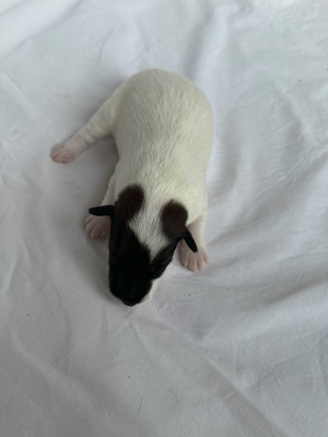 Chiot N°1