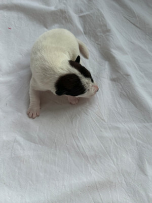 Chiot N°3