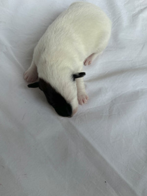 Chiot N°4
