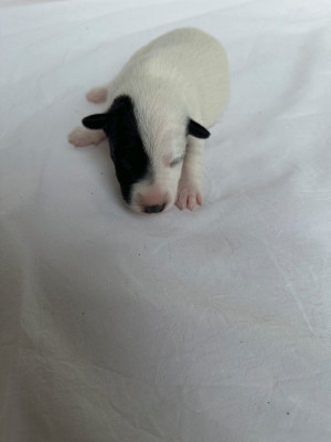 Chiot N°5