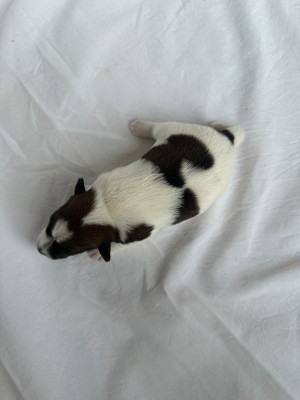 Chiot N°7