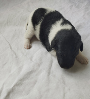 Chiot N°6
